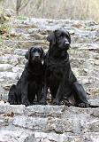LABRADOR 721